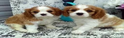 Cavalier King Charles Spaniel dogs for sale: Duke - Ad 12