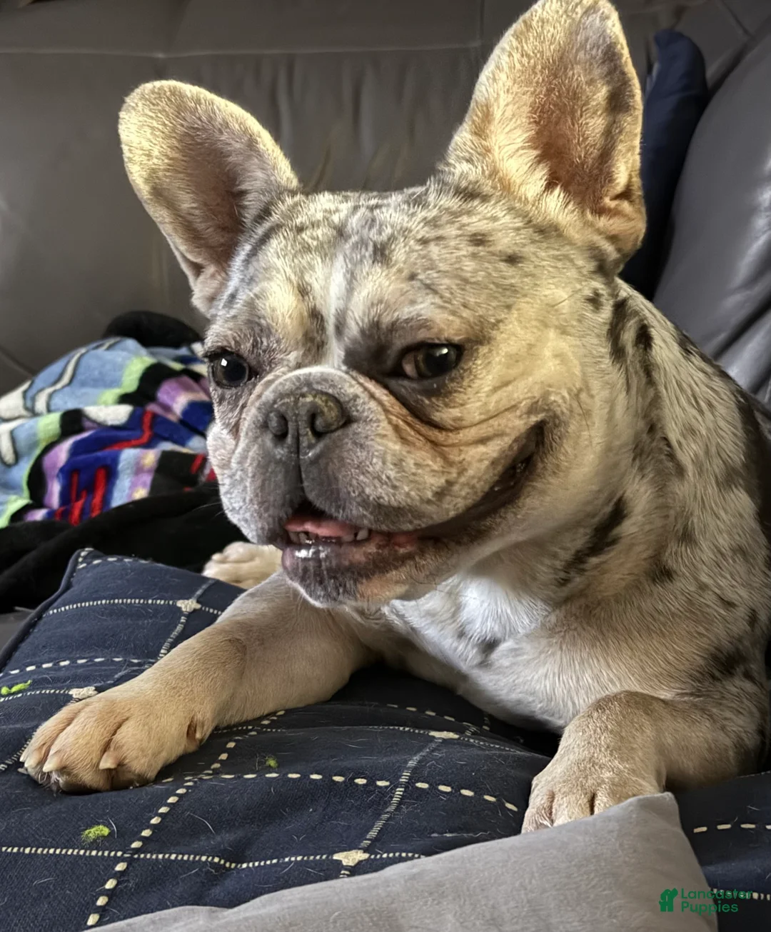 French Bulldog dogs for sale: French Bulldog adult female in heat - Ad 2