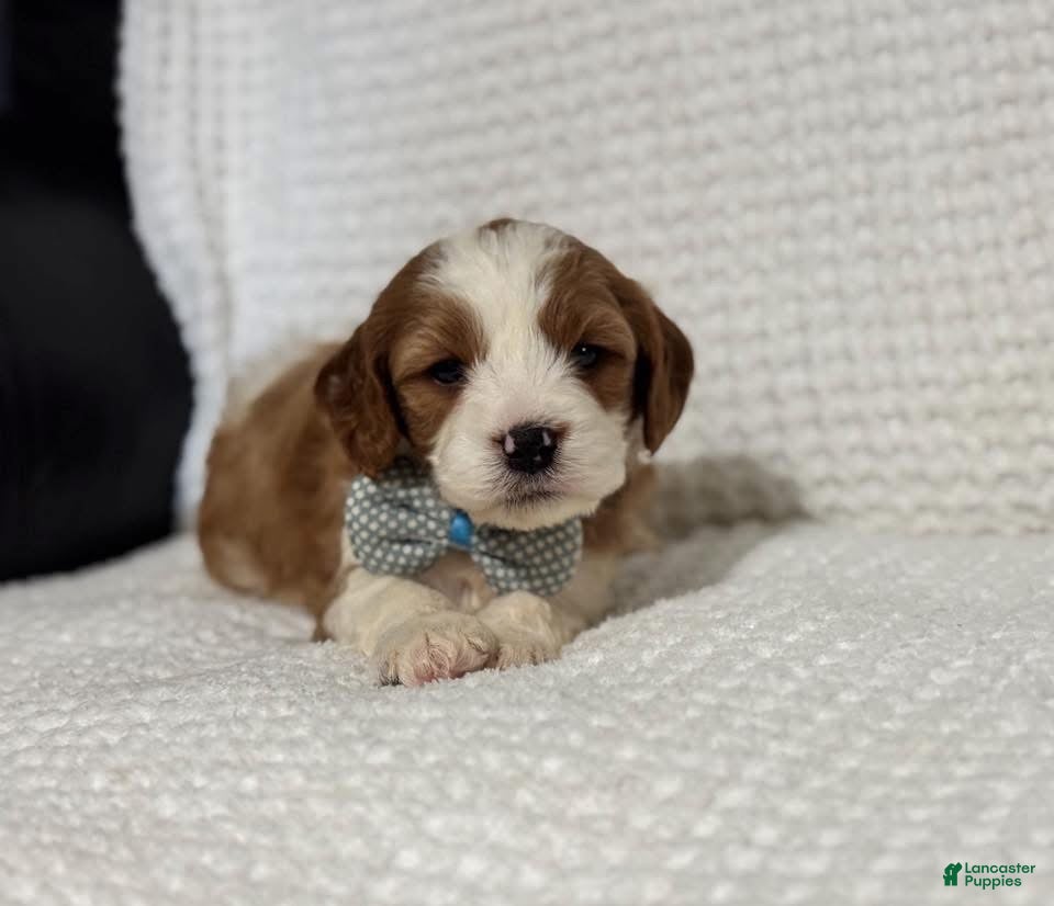 Cavapoo dogs Milo - Ad 41