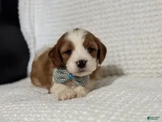 Cavapoo dogs Milo - Ad 41