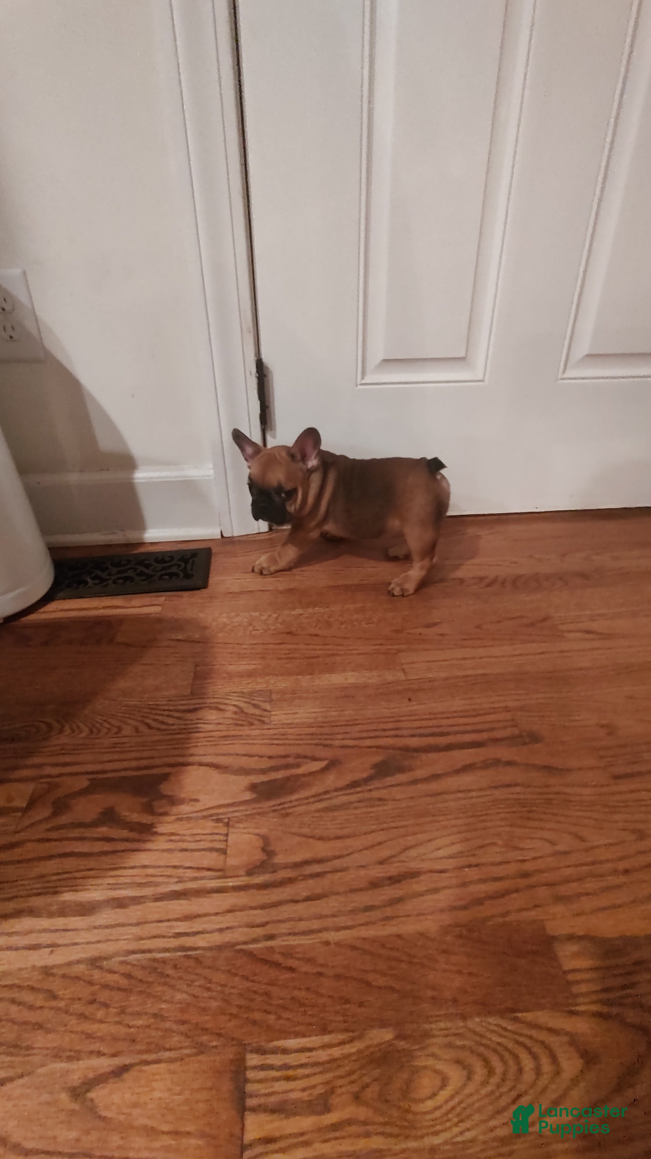 French Bulldog dogs French Bulldog 1Tyson - Ad 2