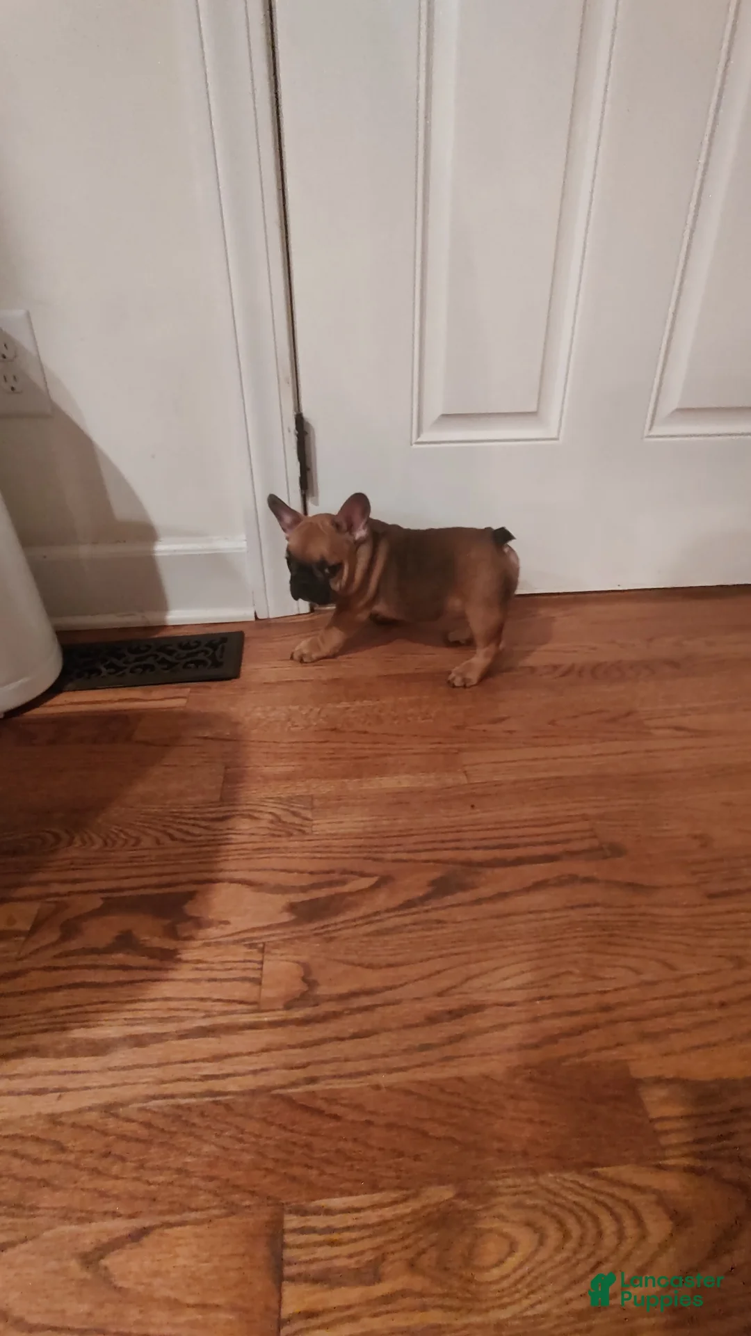 French Bulldog dogs for sale: French Bulldog 1Tyson - Ad 2