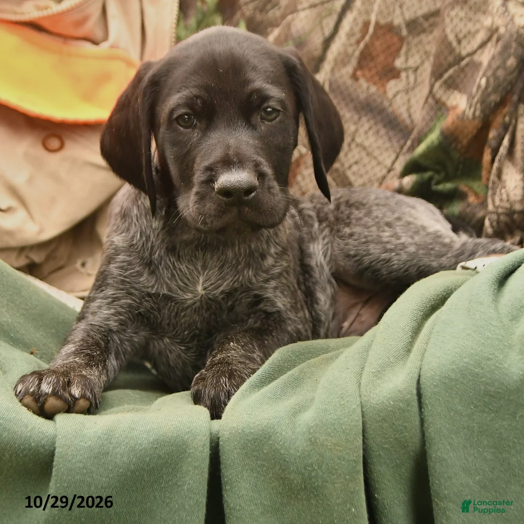 German Shorthaired Pointer dogs for sale: Samson - Ad 2