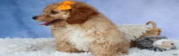 Miniature Poodle dogs for sale: WAYNE - Ad 15