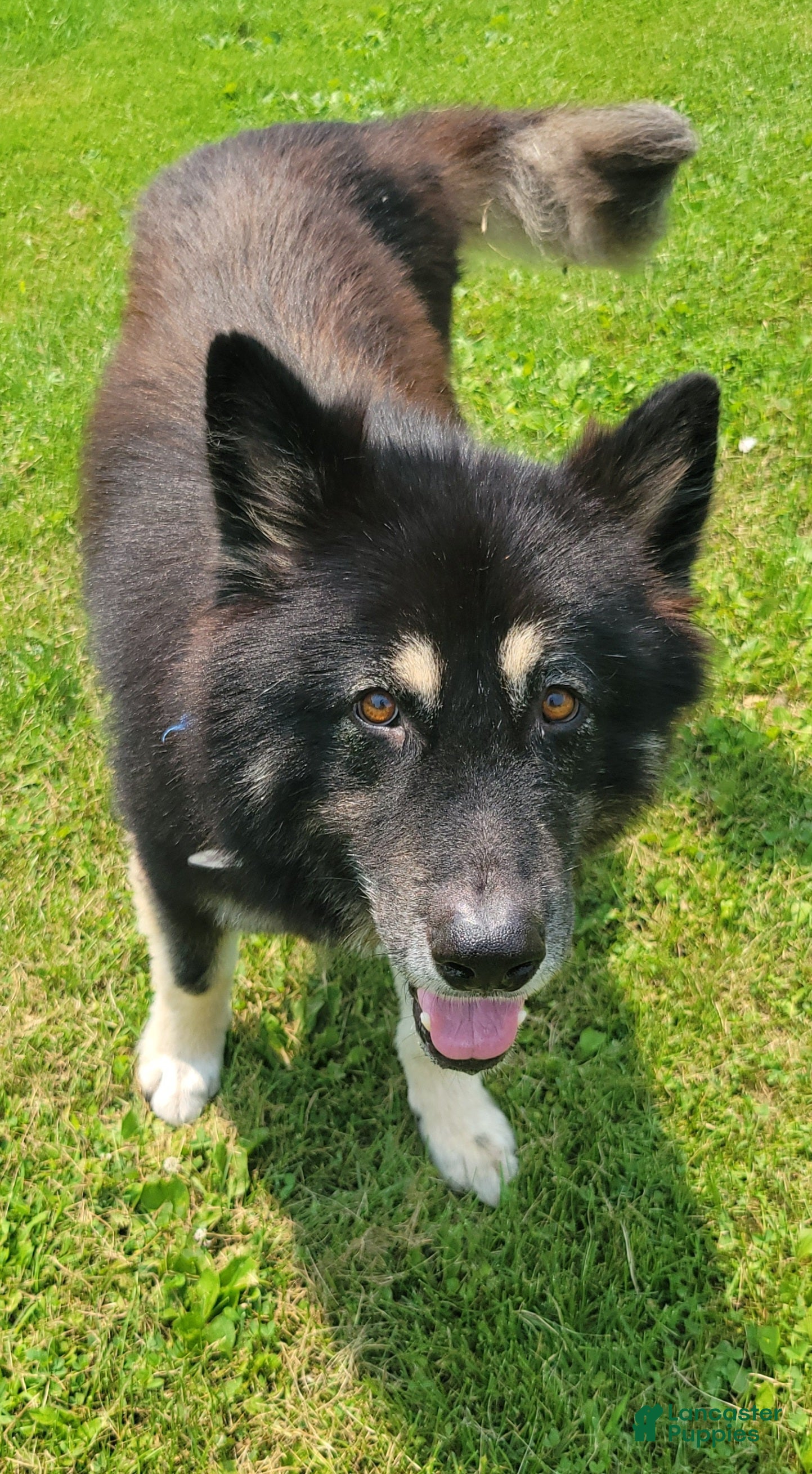 Mixed Breed dogs for sale: Mixed Breed 1 - Ad 2