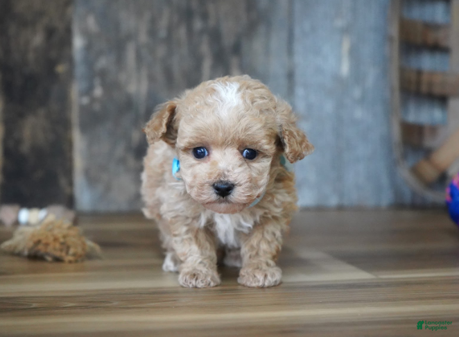 Maltipoo dogs Dake - Ad 1