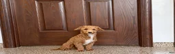 Havapoo dogs for sale: Havapoo Puppy 1 - Ad 4