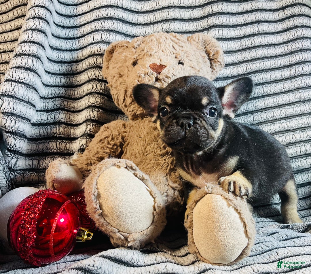French Bulldog dogs for sale: Chloe  - Ad 5