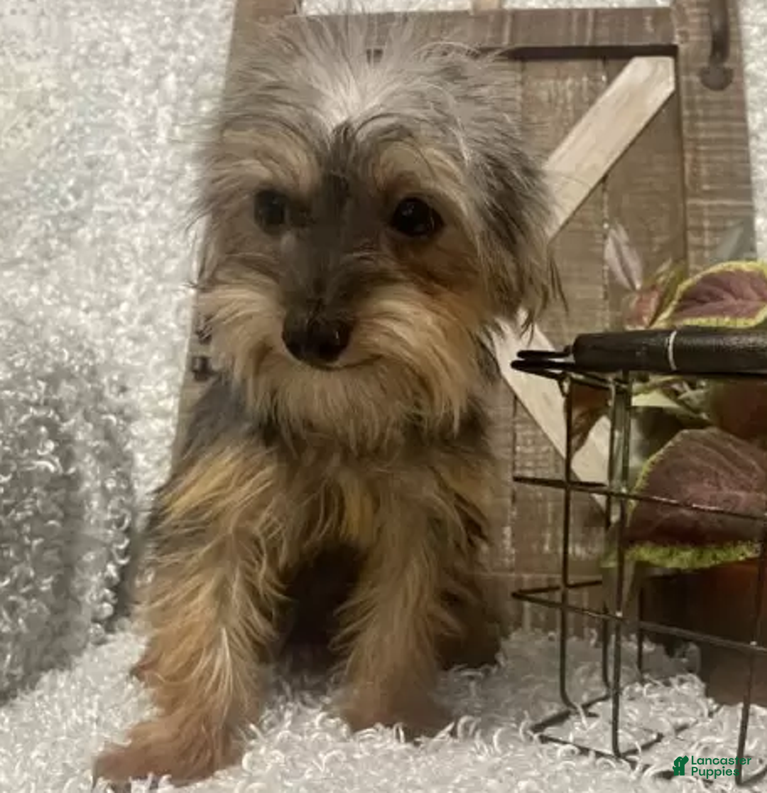 Yorkiepoo dogs for sale: COOPER - Ad 5