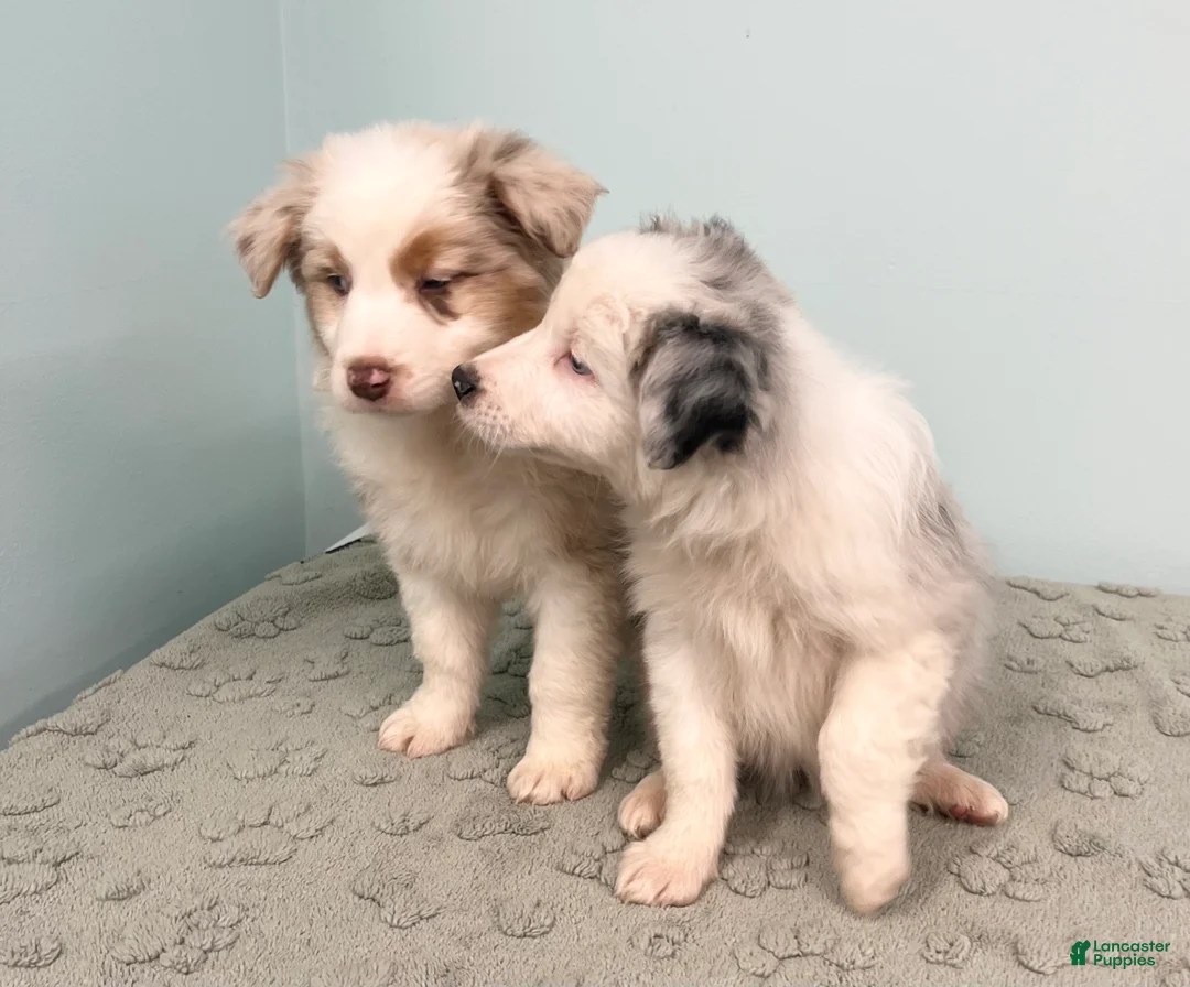 Australian Shepherd dogs for sale: Jackie - Ad 6