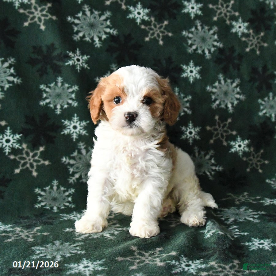 Cavapoo dogs Sparky - Ad 22