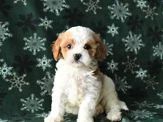 Cavapoo dogs Sparky - Ad 30