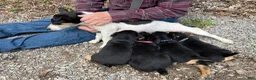 Airedale Terrier dogs for sale: Airedale Terrier Puppy 1 - Ad 5