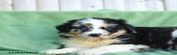 Australian Shepherd dogs for sale: Danny - Ad 2