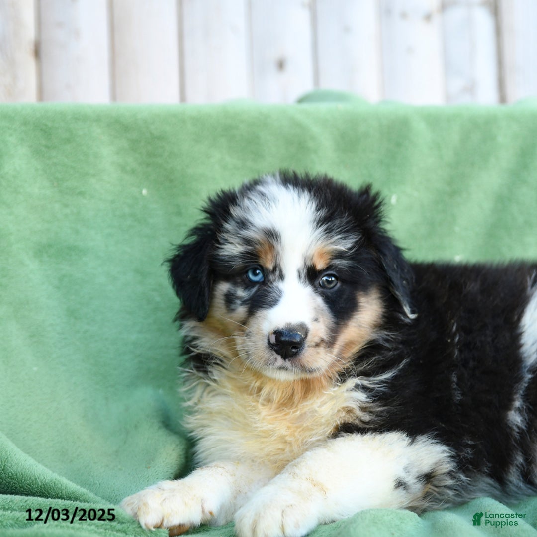 Australian Shepherd dogs for sale: Danny - Ad 2