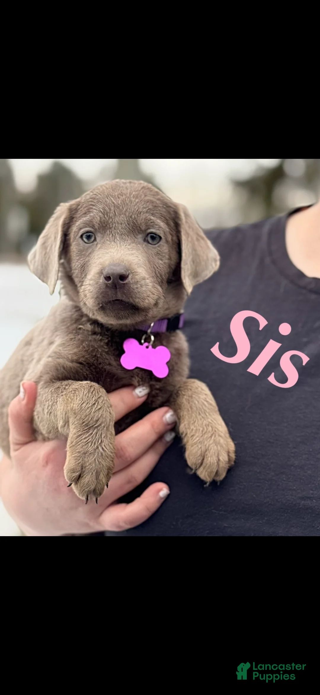 Labrador Retriever dogs for sale: Labrador Retriever Puppy 1 - Ad 1