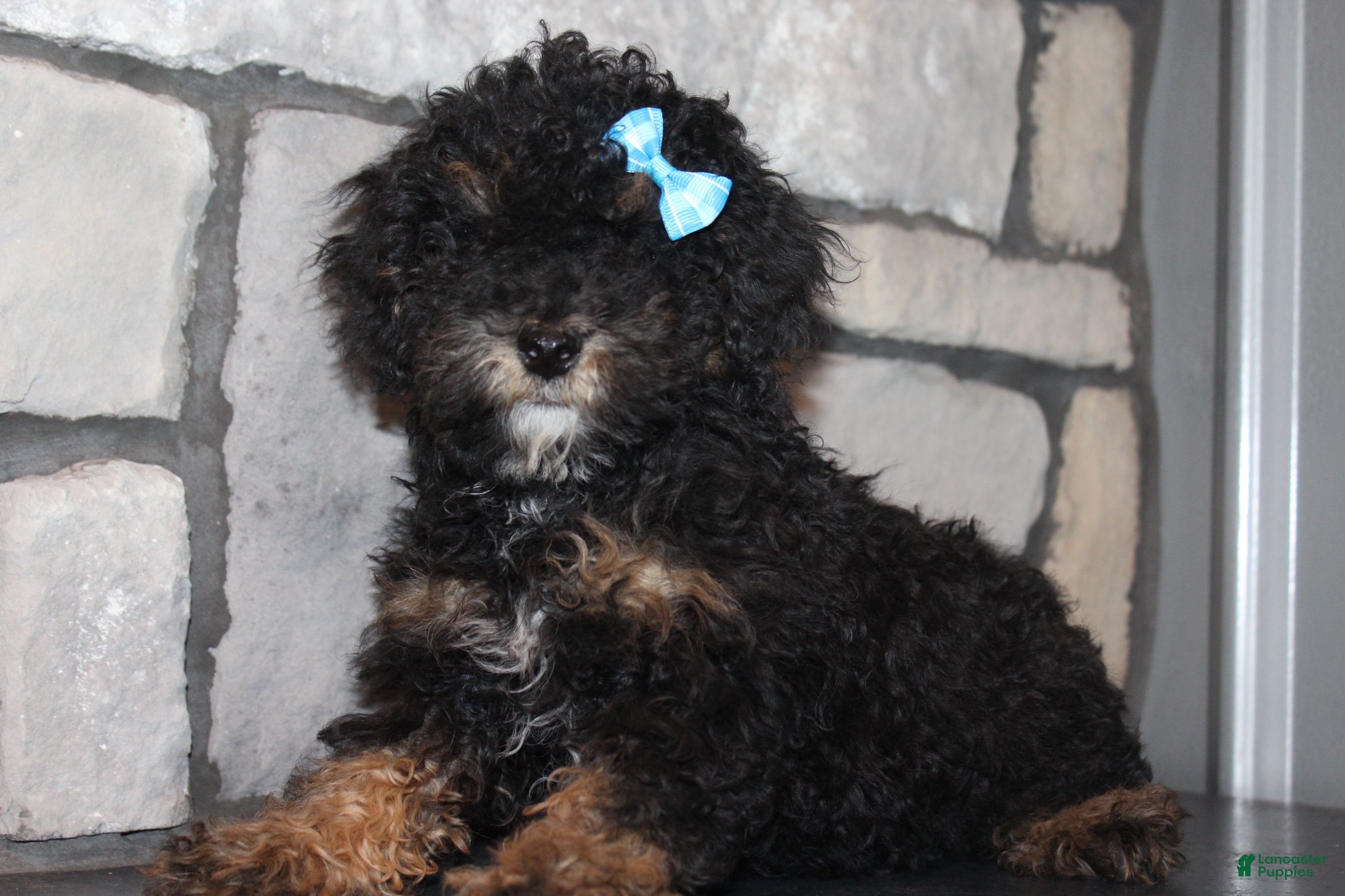 Miniature Poodle dogs AKC Ojji - Ad 1