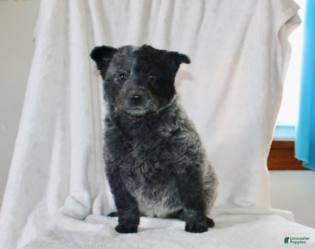 Australian Cattle Dog dogs for sale: Misty - Ad 1