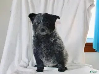 Australian Cattle Dog dogs for sale: Misty - Ad 2