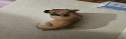 Boxer dogs for sale: Kelli - Ad 3
