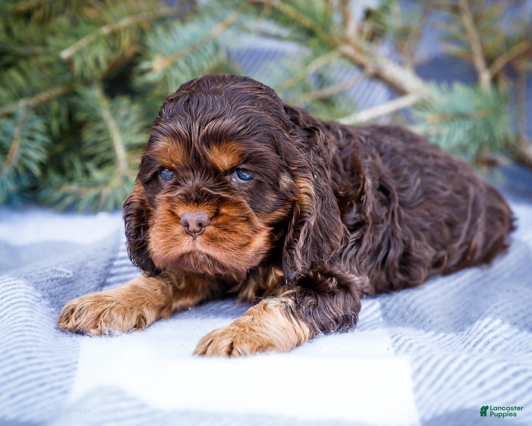 Cocker Spaniel dogs for sale: Polly - Ad 4