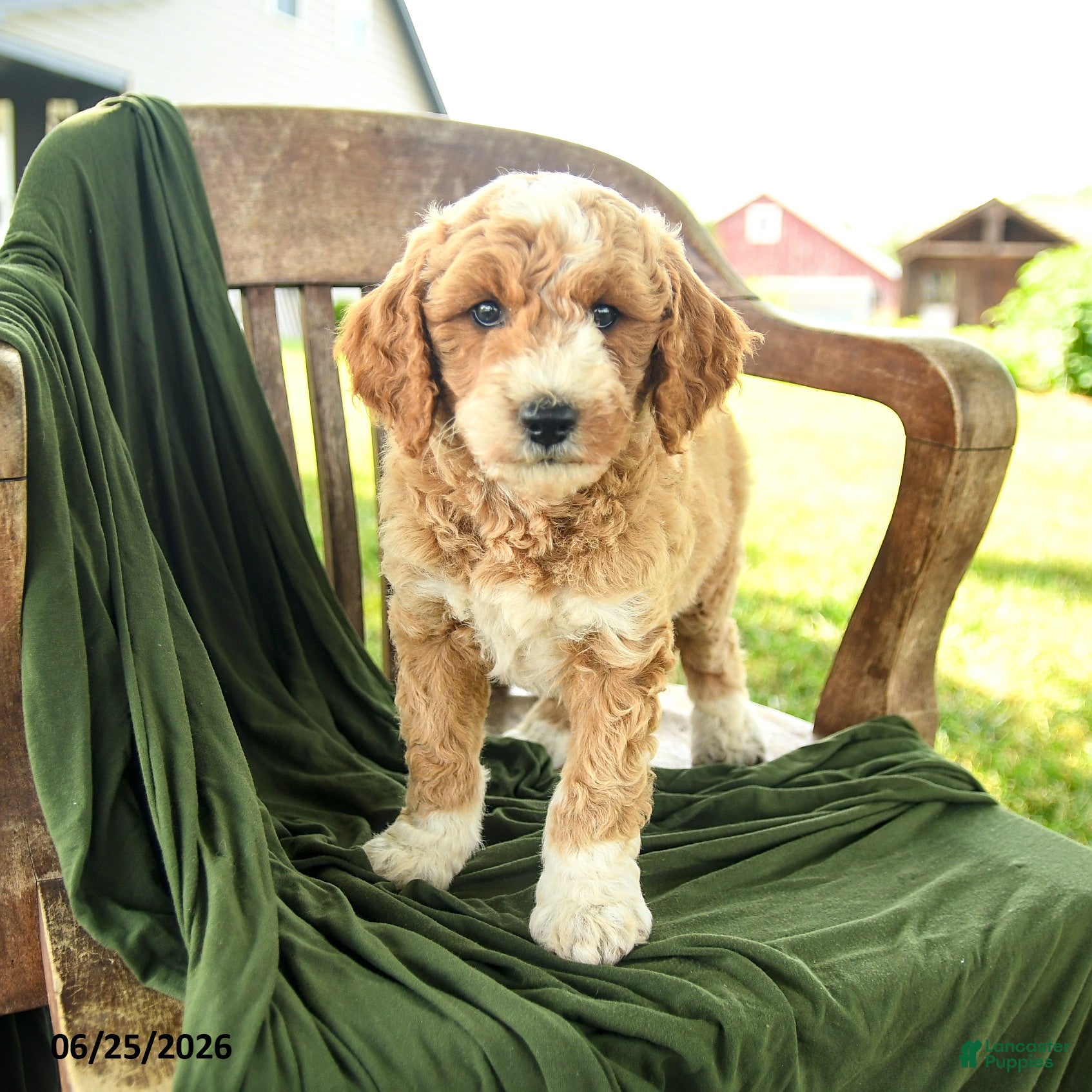 Goldendoodle dogs Bridger - Ad 2