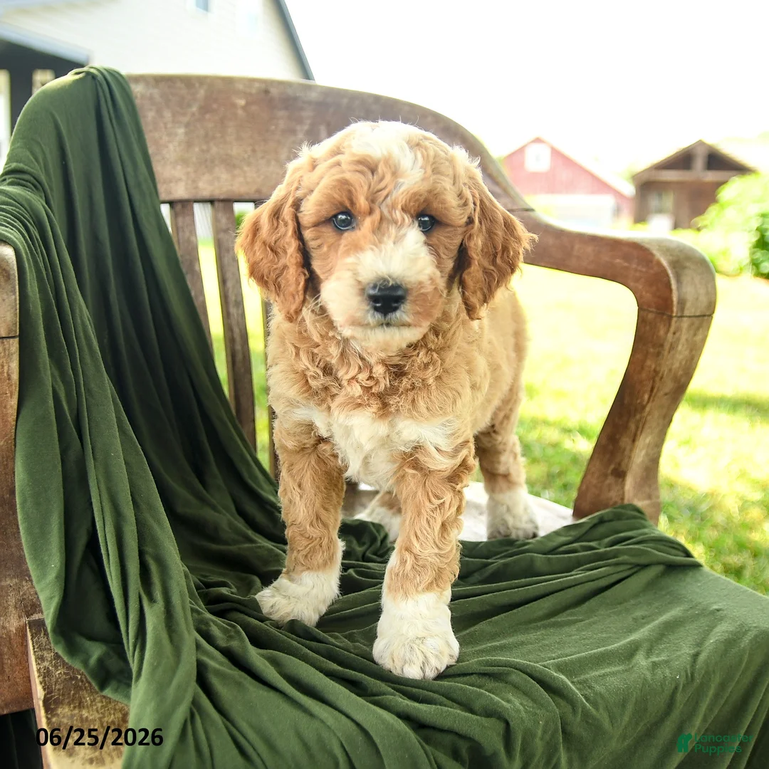 Goldendoodle dogs for sale: Bridger - Ad 2