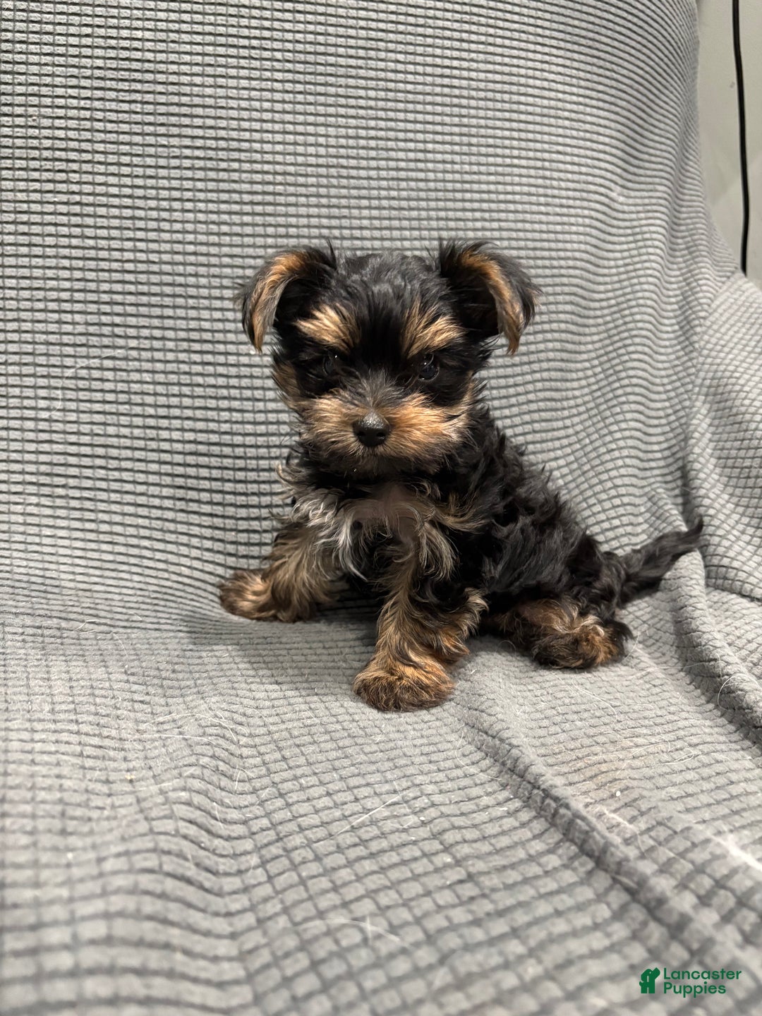 Yorkshire Terrier dogs for sale: Teacup Landon  - Ad 3