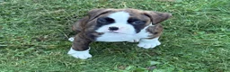 Boxer dogs for sale: DUSSEL  - Ad 11
