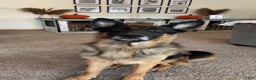 German Shepherd dogs for sale: German Shepherd Brown Collar Male - Ad 3