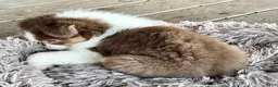 Australian Shepherd dogs for sale: AKC 7 Reba "Runt" - Ad 5