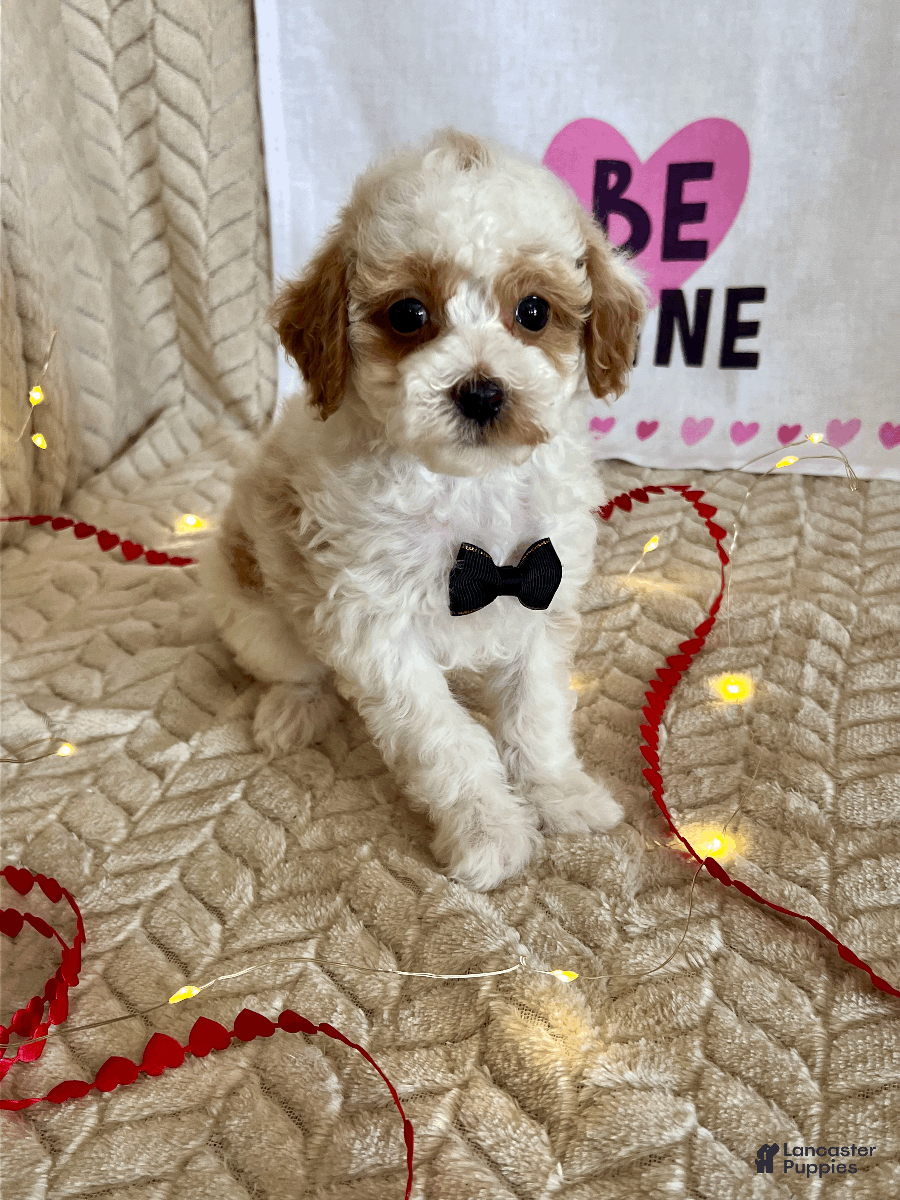 Toy Poodle dogs Gizmo - Ad 10