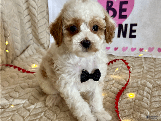 Toy Poodle dogs Gizmo - Ad 20