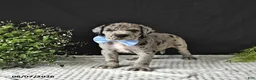 Great Dane dogs for sale: Dallas - Ad 1