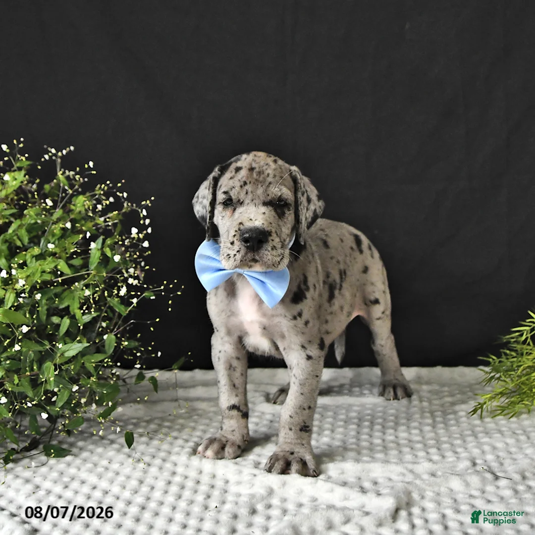Great Dane dogs for sale: Dallas - Ad 1