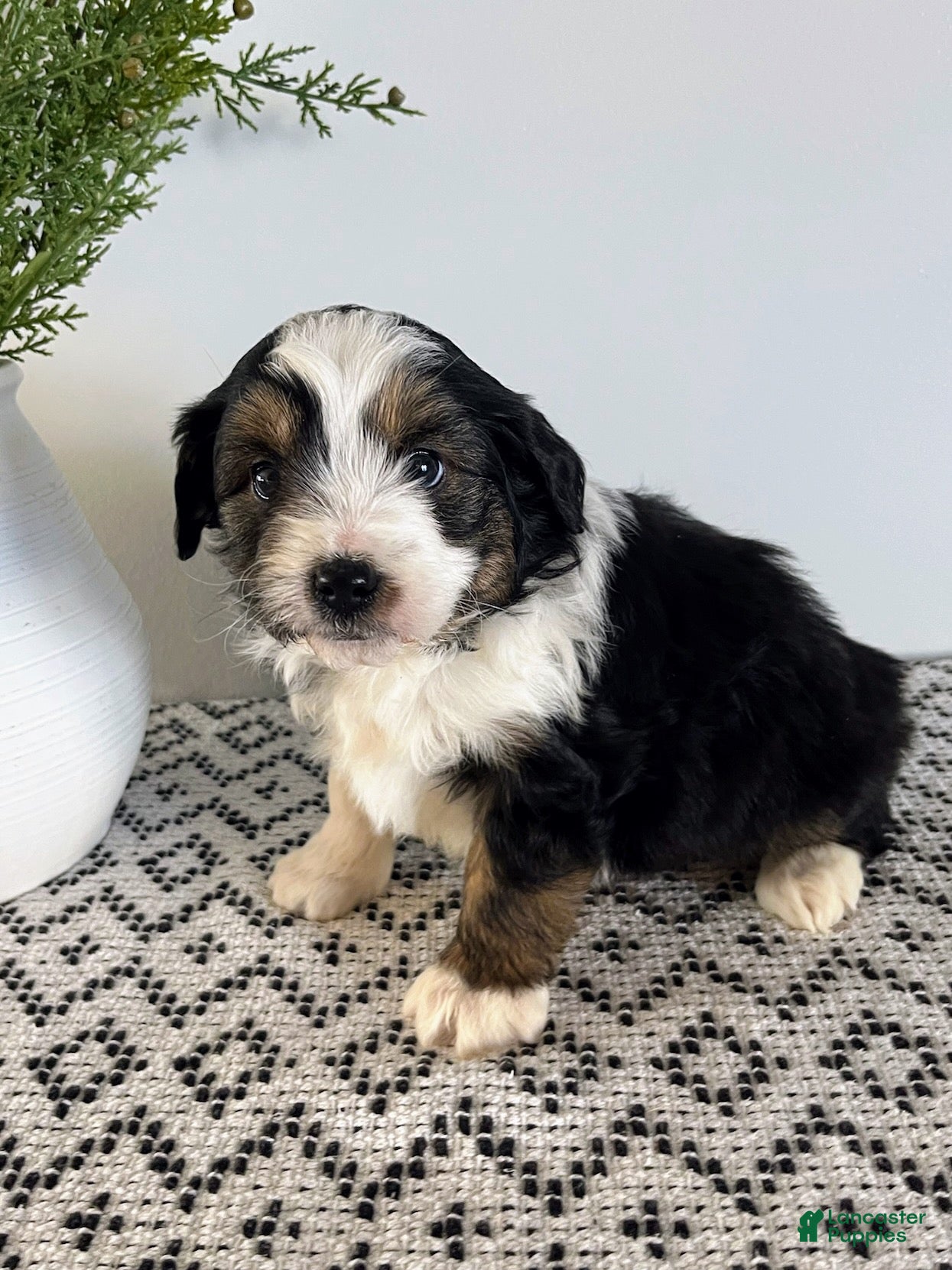 Mini Aussiedoodle dogs Tucker - Ad 2