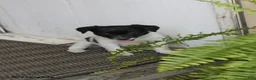 Toy Fox Terrier dogs for sale: Tipper - Ad 9