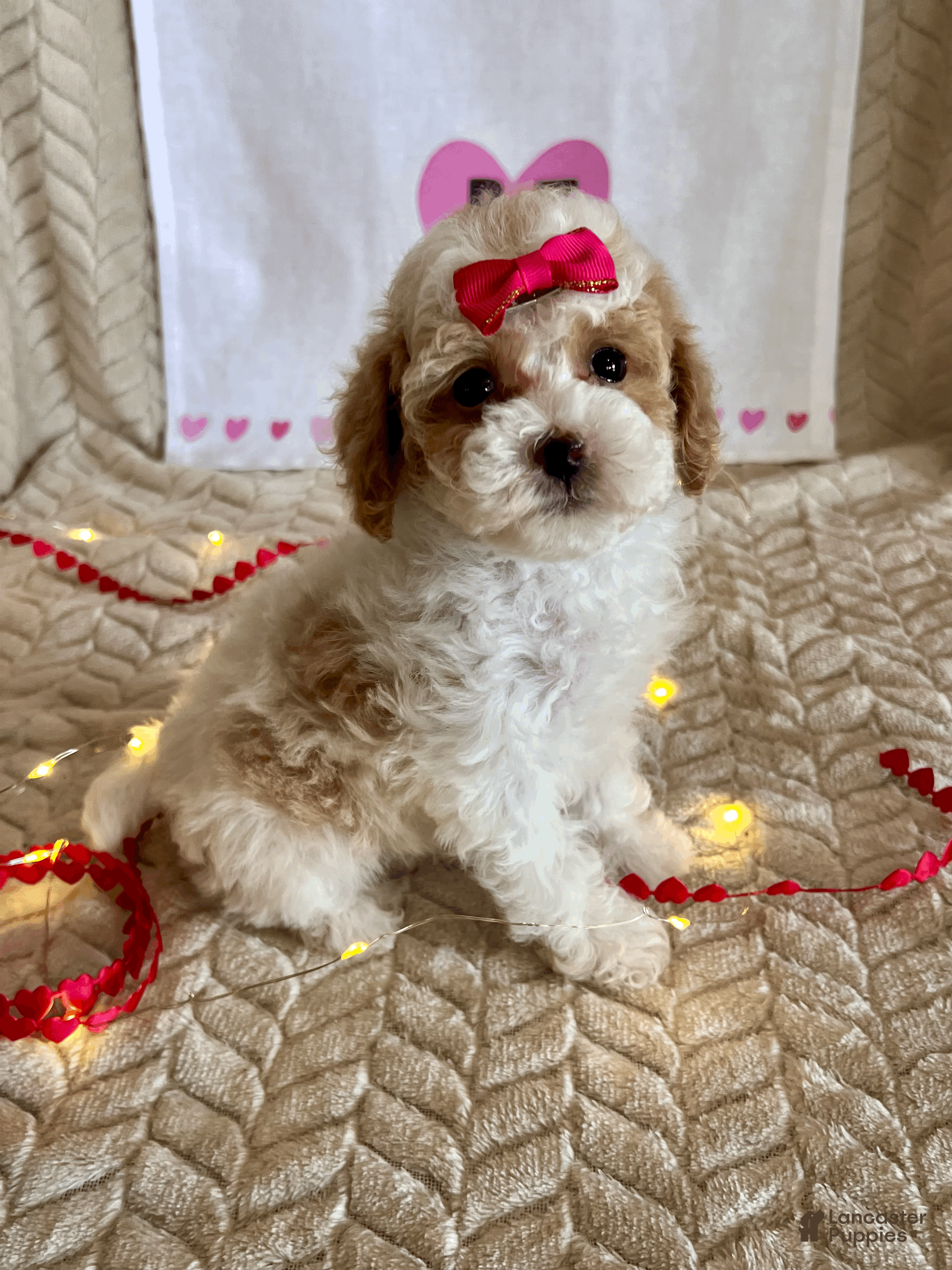 Toy Poodle dogs Gracie - Ad 15