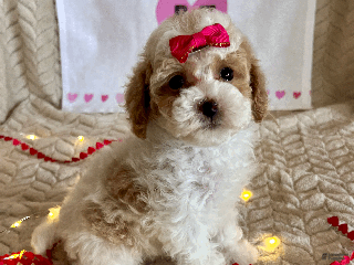 Toy Poodle dogs Gracie - Ad 26