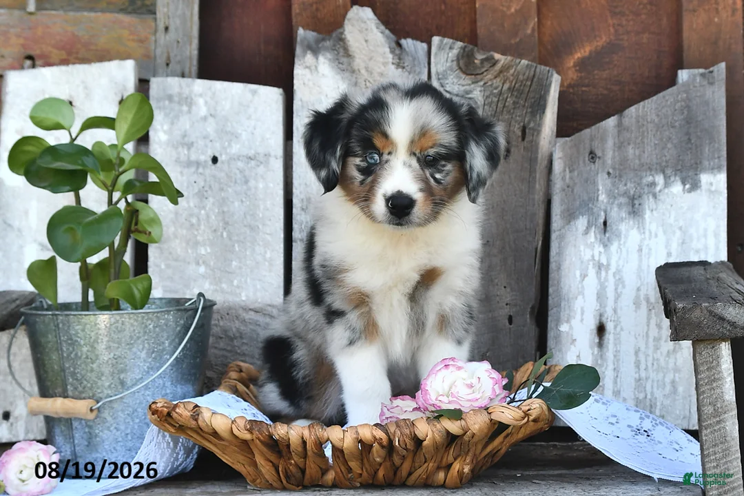 Australian Shepherd dogs for sale: Tammy - Ad 1