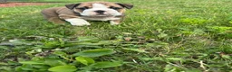 English Bulldog dogs for sale: Becca - Ad 12