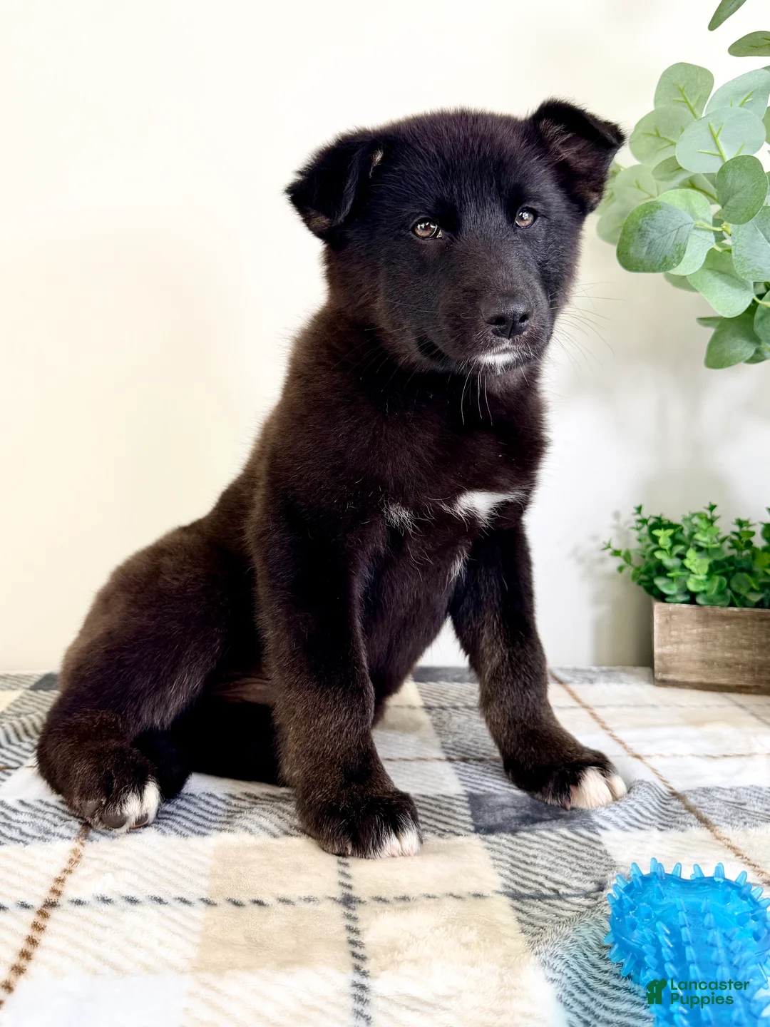Gerberian Shepsky dogs for sale: Braxton - Ad 4
