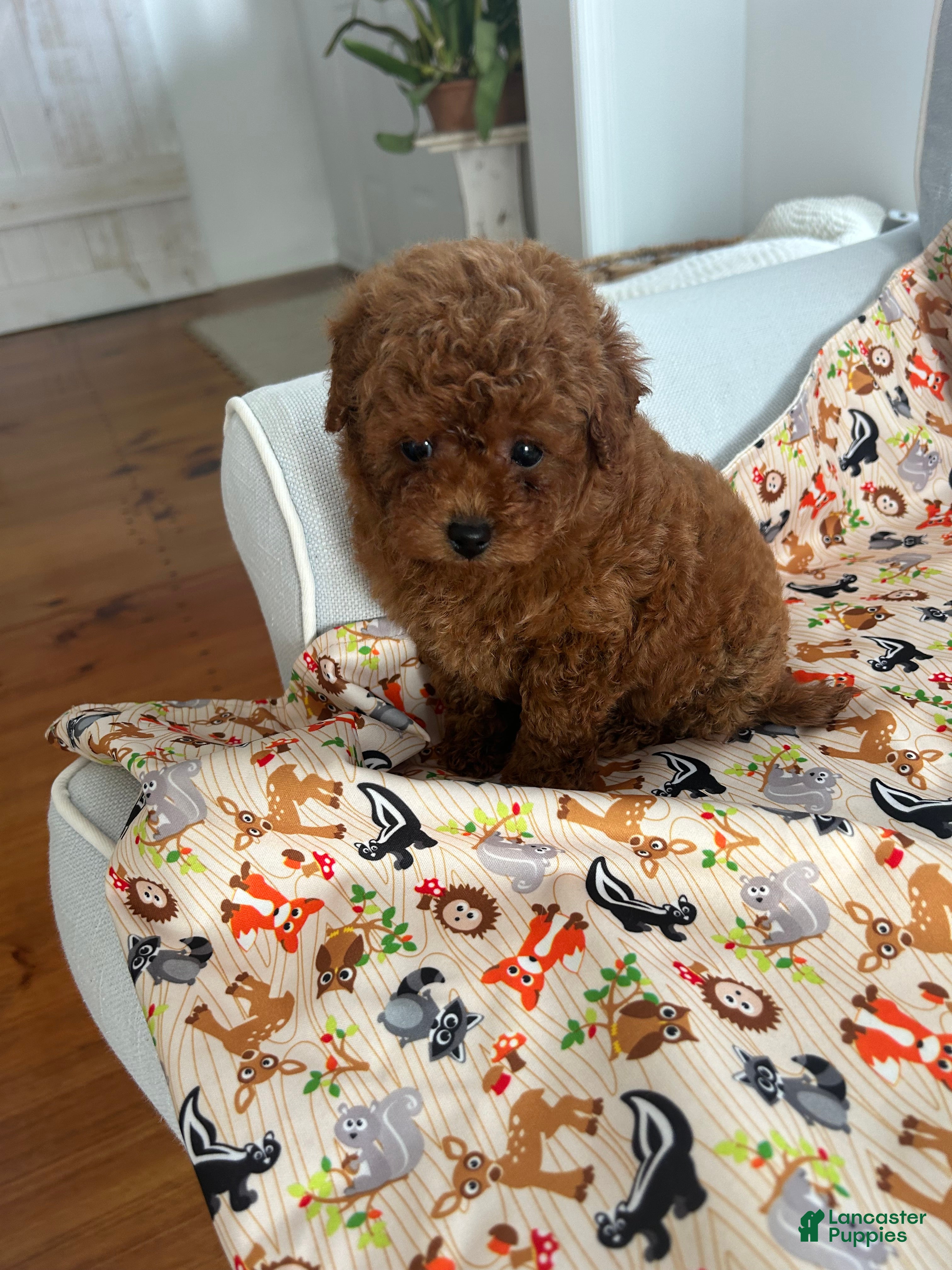 Maltipoo dogs Biscuit - Ad 4