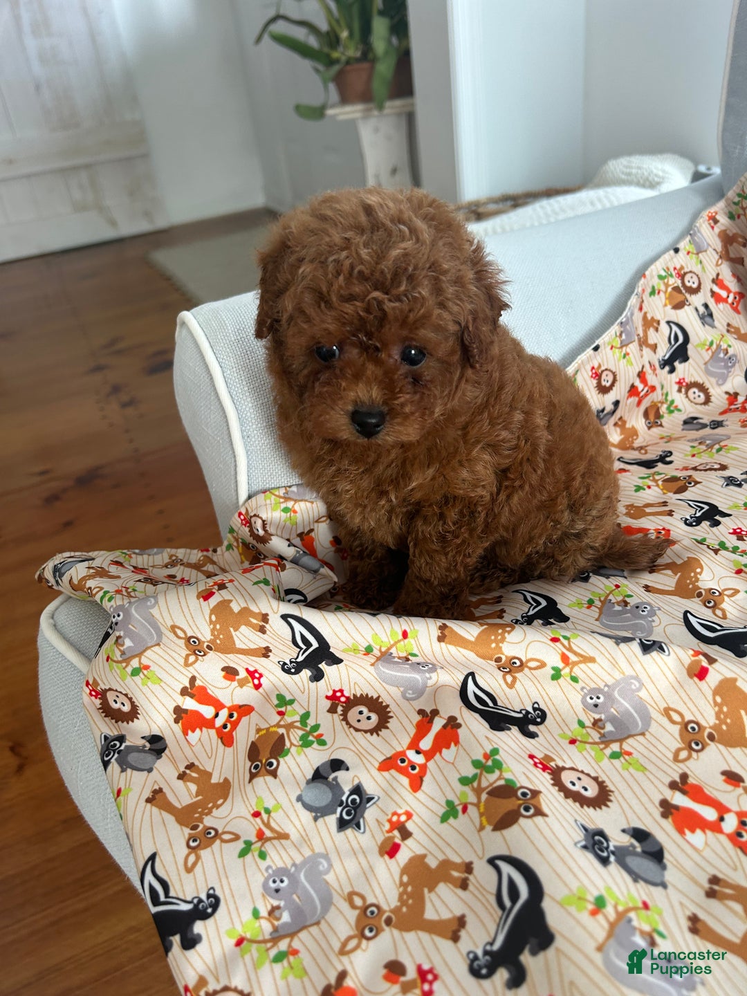 Maltipoo dogs for sale: Biscuit - Ad 1