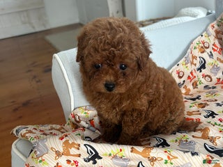 Maltipoo dogs Biscuit - Ad 19