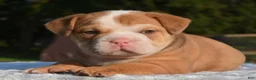 Mixed Breed dogs for sale: Tank hybrid bulldog puppy - Ad 3