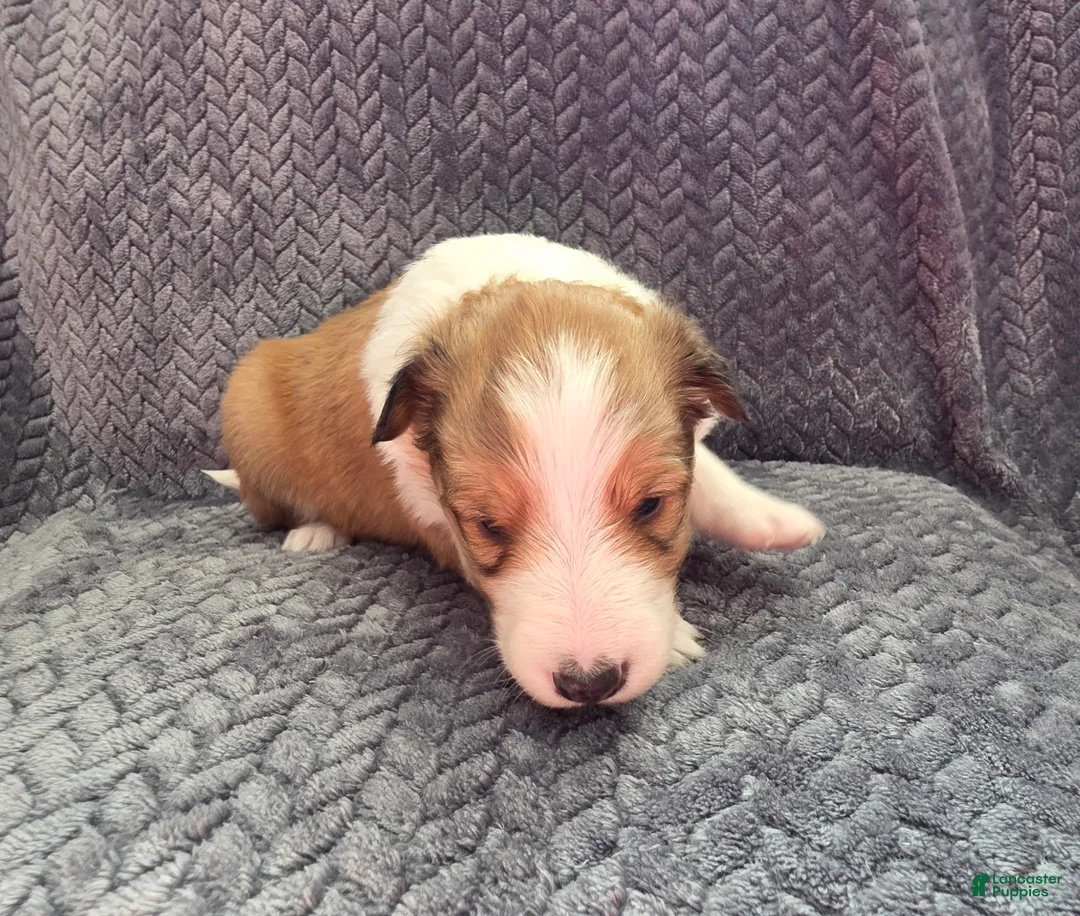 Shetland Sheepdog dogs for sale: Cicero - Ad 2