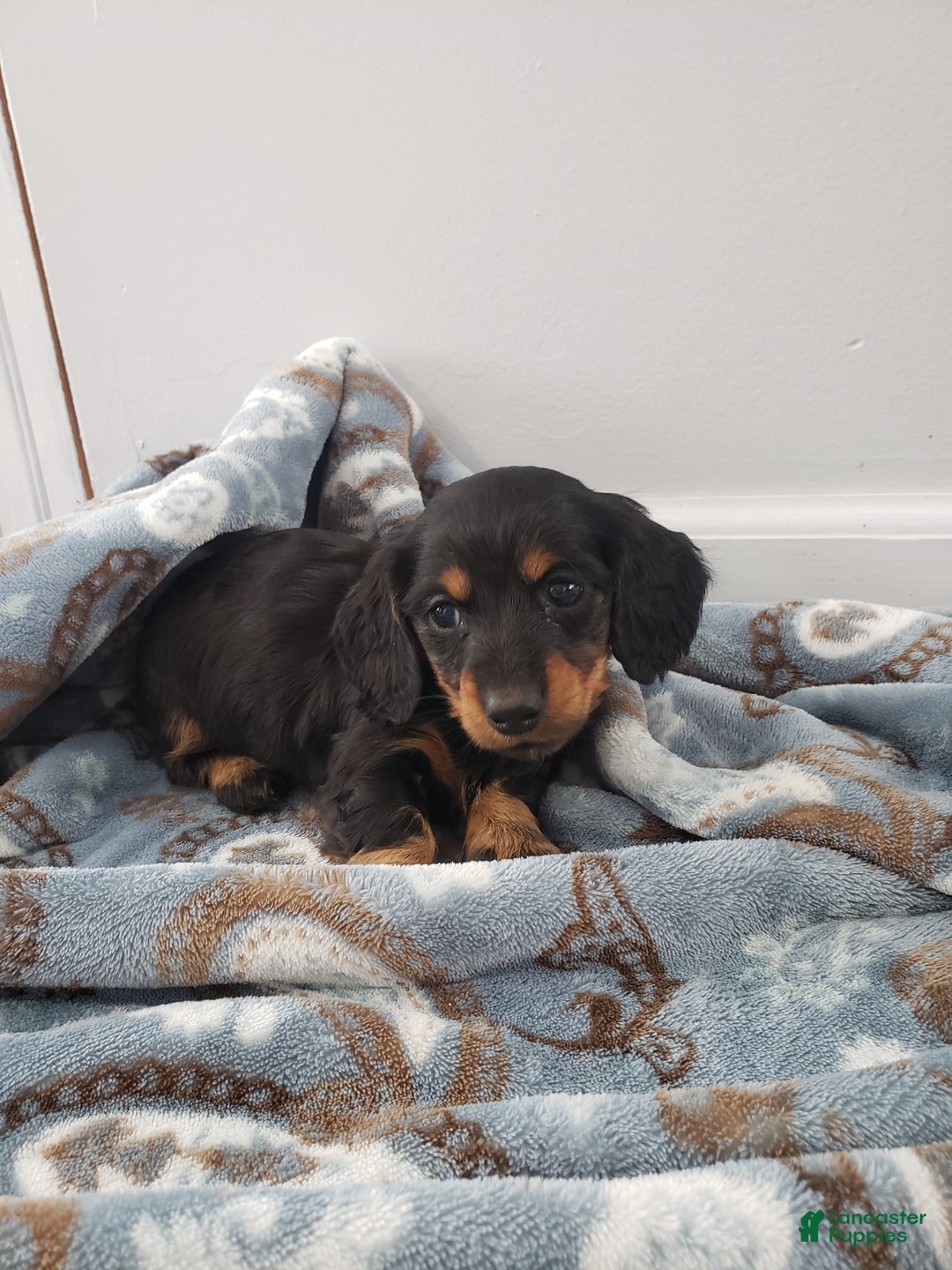 Miniature Dachshund dogs for sale: Bella - Ad 5