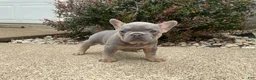 French Bulldog dogs for sale: Ruby - Ad 8