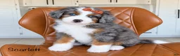 Bernedoodle dogs for sale: Scarlett - Ad 1